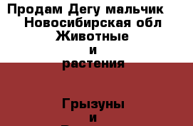 Продам Дегу мальчик.  - Новосибирская обл. Животные и растения » Грызуны и Рептилии   